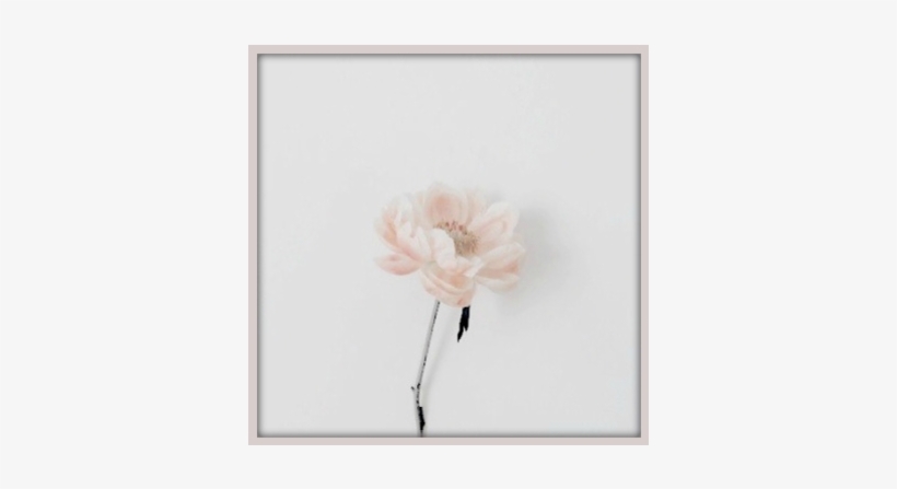 [ Quick Reply ] - Garden Roses, transparent png