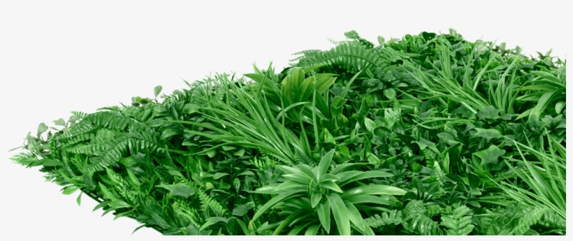 Living Wall - Green Wall, transparent png