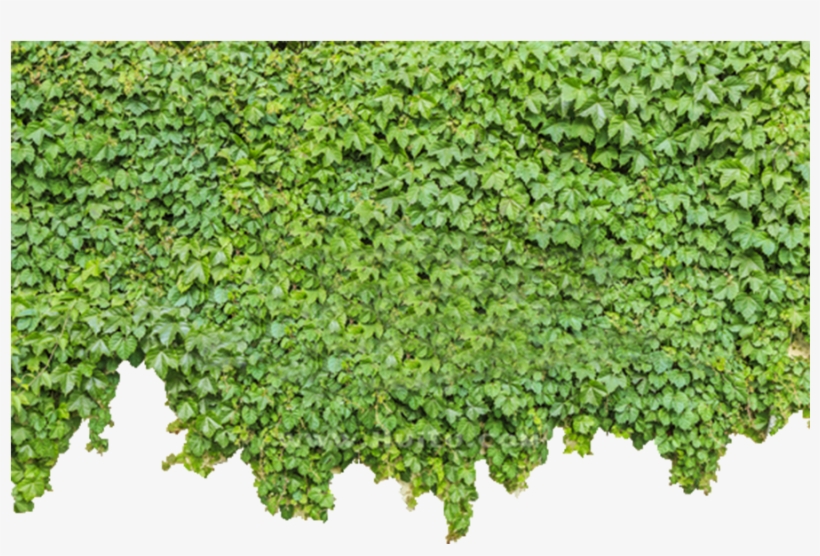 Ivy Wall Png - Green Wall Png, transparent png