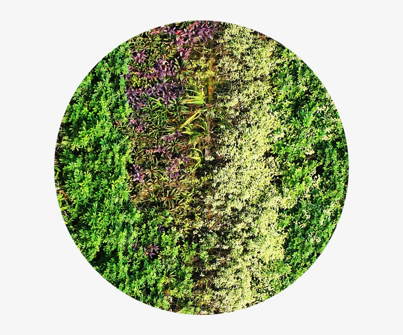 Green Wall Design - Green Wall, transparent png