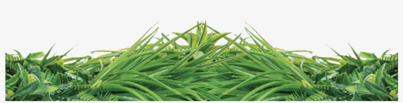 Natrahedge® Living Wall Can Bring The Abundant Yet - Sweet Grass, transparent png
