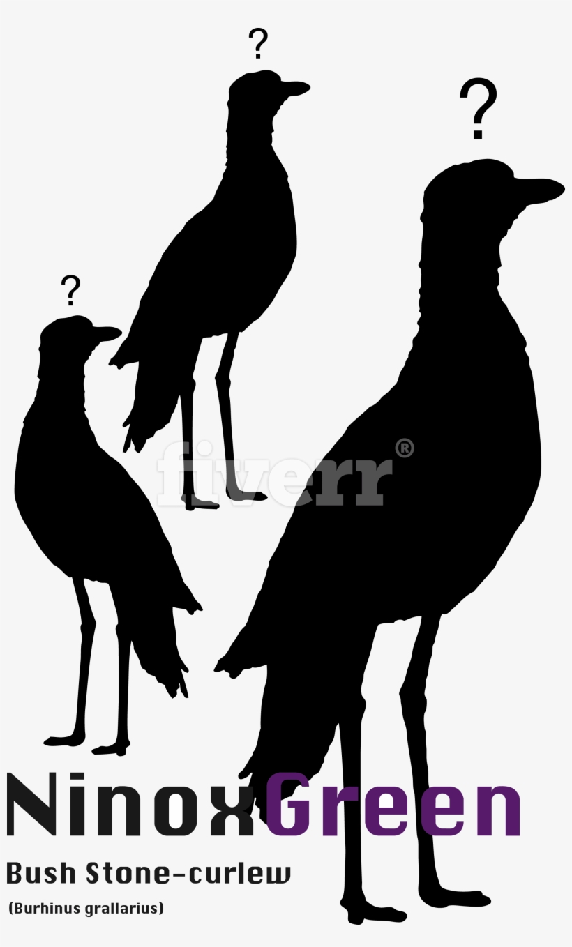 Phasianidae, transparent png