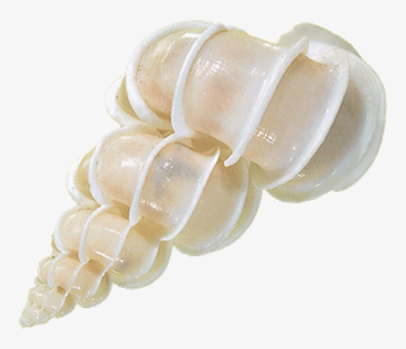 Shells, transparent png