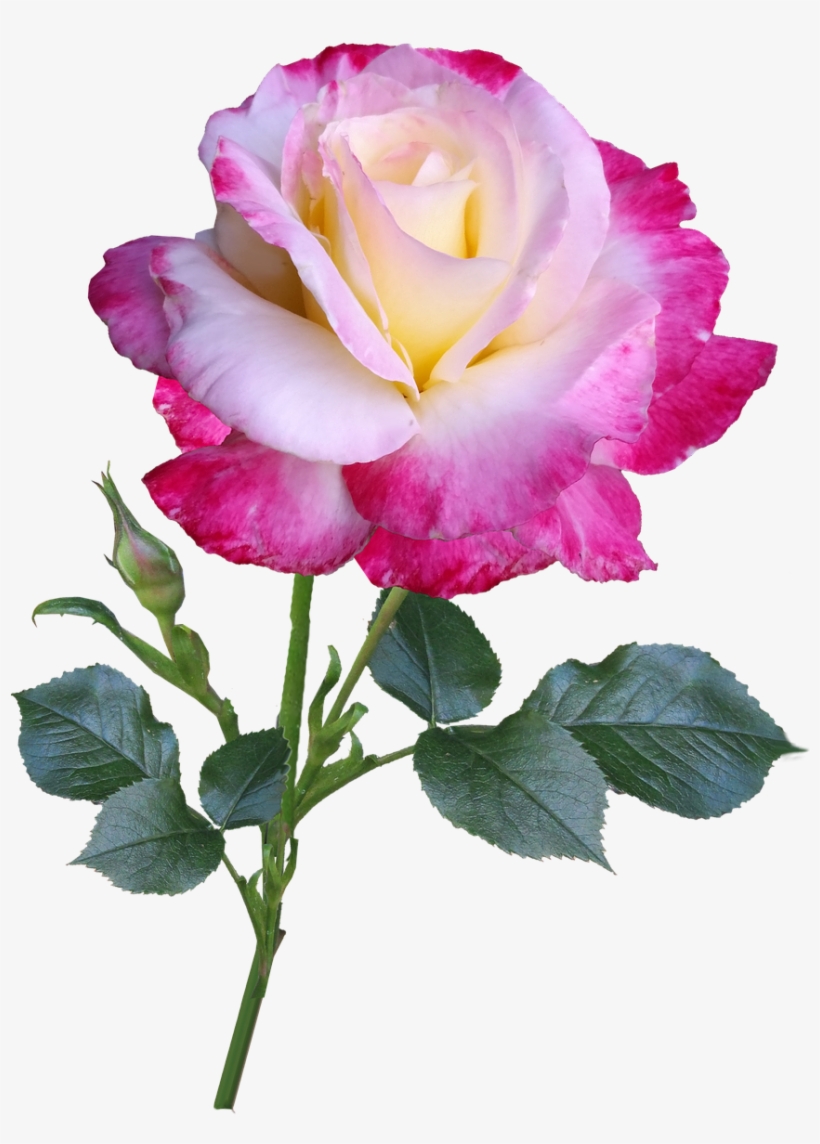 Rose Flower Stem - Png Double Rose, transparent png