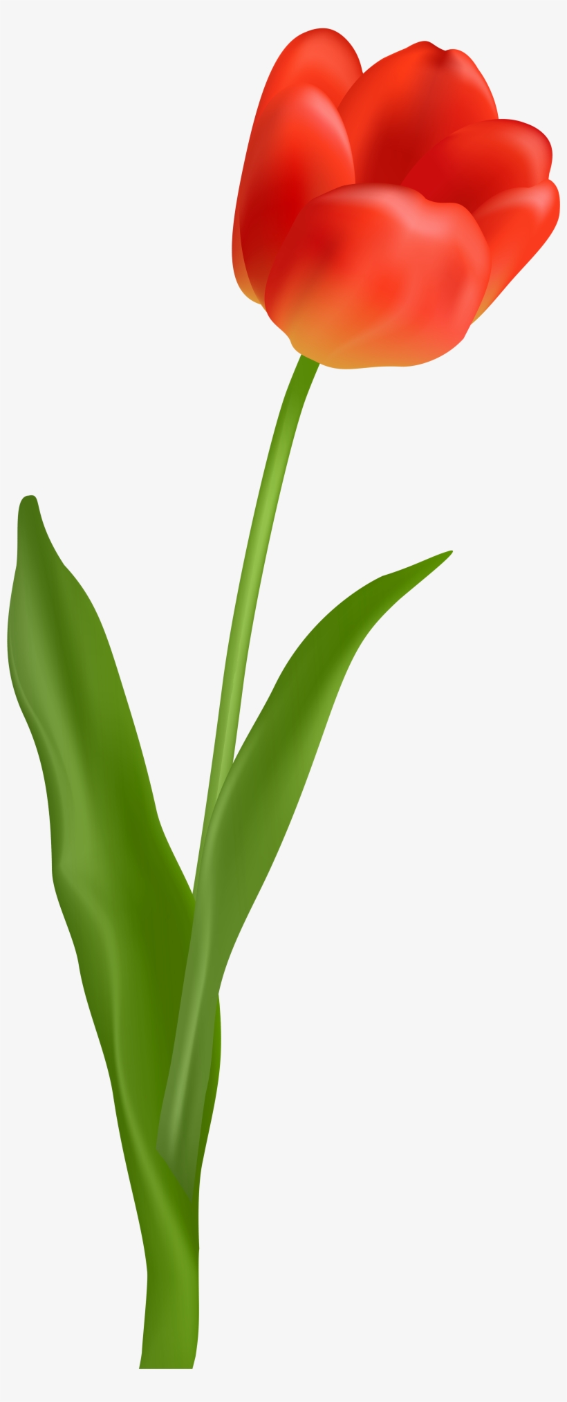 Flower With Stem Png Picture - Red Tulip Flower Png, transparent png