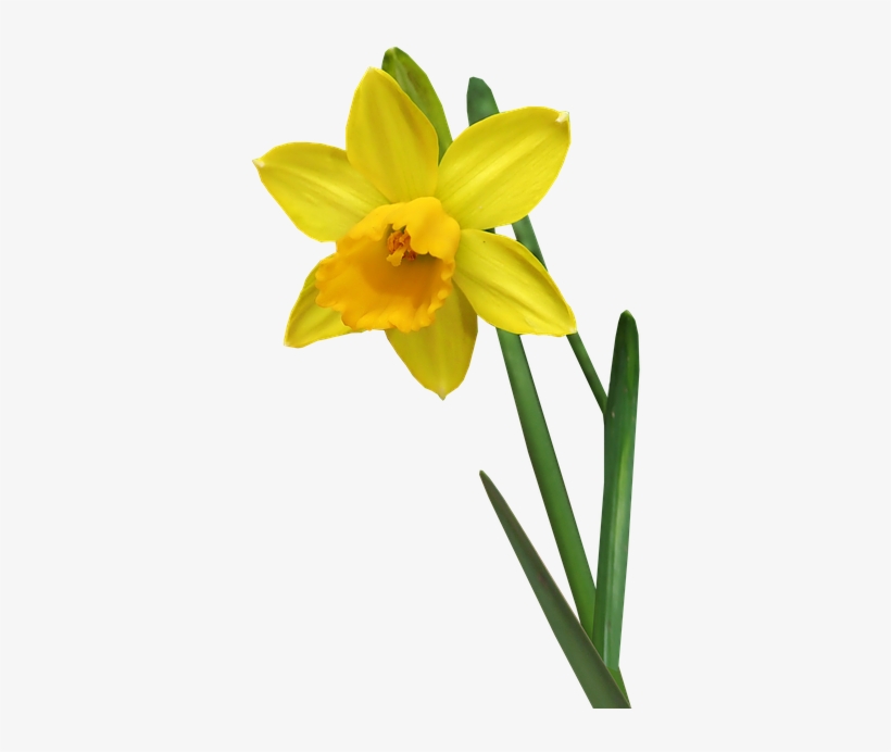 Daffodil, transparent png