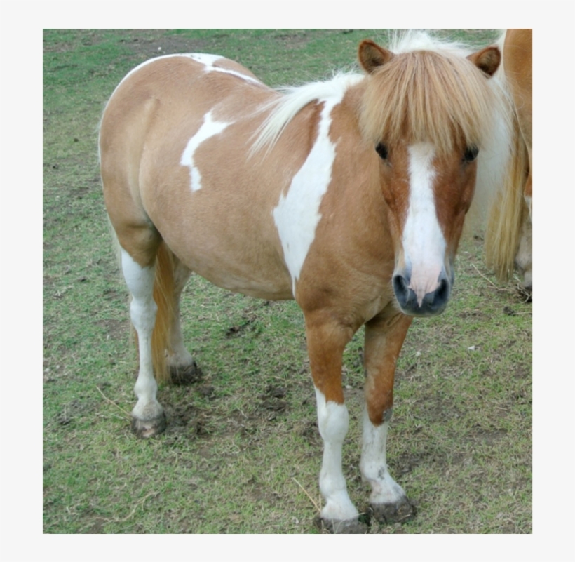 Cisco - Sorrel, transparent png