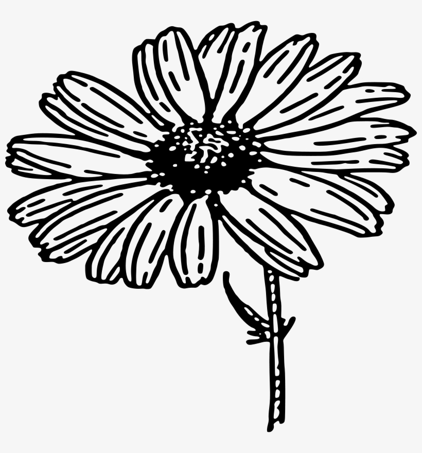 Daisy Outline - Daisy Clipart Black And White, transparent png