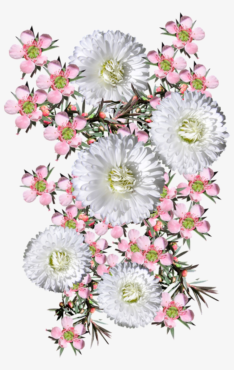 Pink Tea Tree White Daisies - Transparent Flowers Tumblr Native Bouquet, transparent png