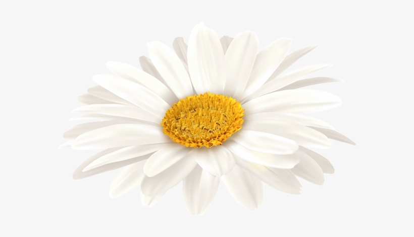 White Gerbera Png Clip Art Image - Oxeye Daisy, transparent png