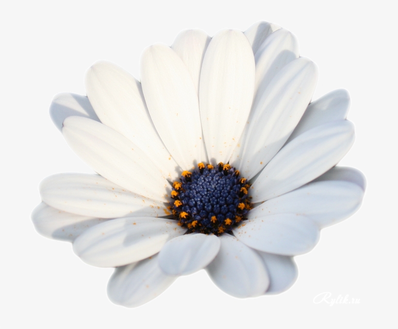 Camomile Png Hd Photo - Chamomile, transparent png