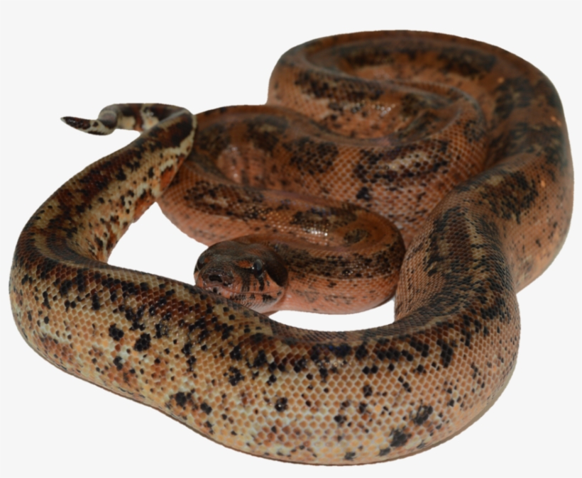 Madaboutboas - Home - Boa Snake Transparent, transparent png