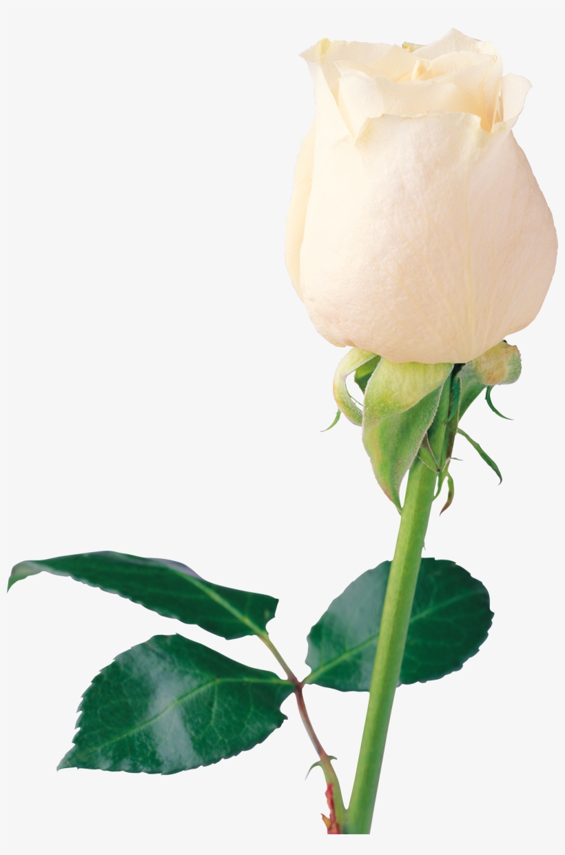 White Rose Png Image, Flower White Rose Png Picture - White Rose Png, transparent png