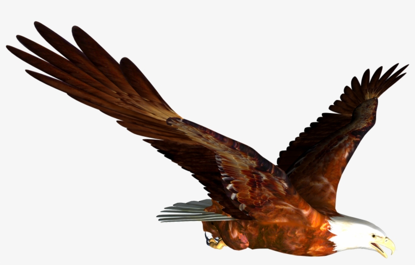 Download Amazing High-quality Latest Png Images Transparent - Flying Eagle Gif Png, transparent png
