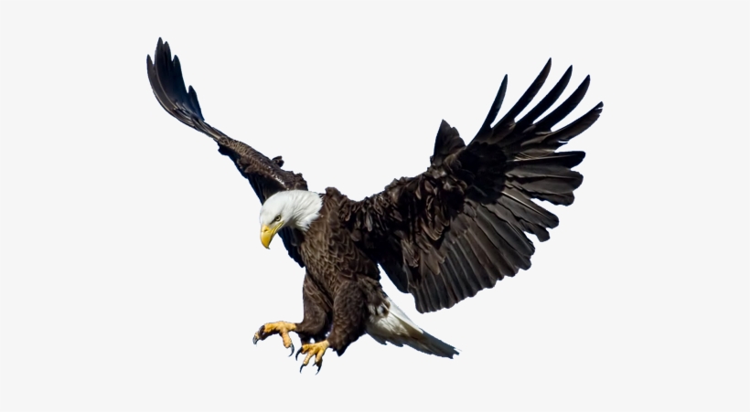 Eagle Png, transparent png