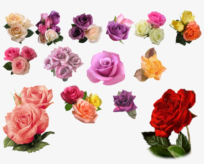 Rose Png Image 13 - Different Color Roses Png - 1600x1200 PNG Download ...