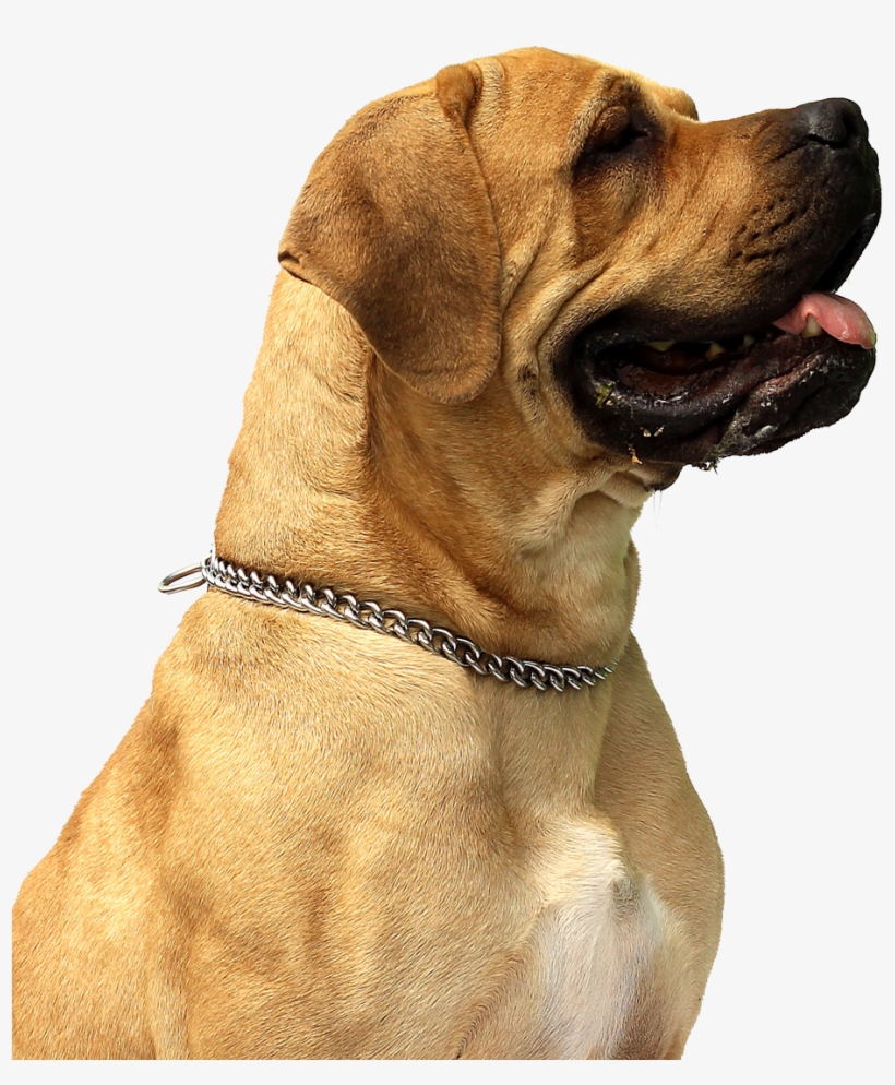 Dog Png, transparent png