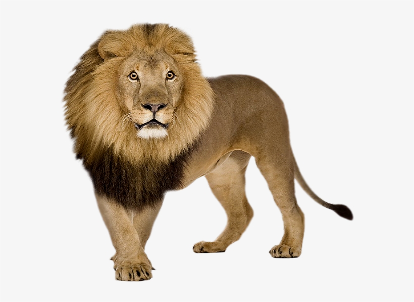 Picsart Lover - Lion Png, transparent png
