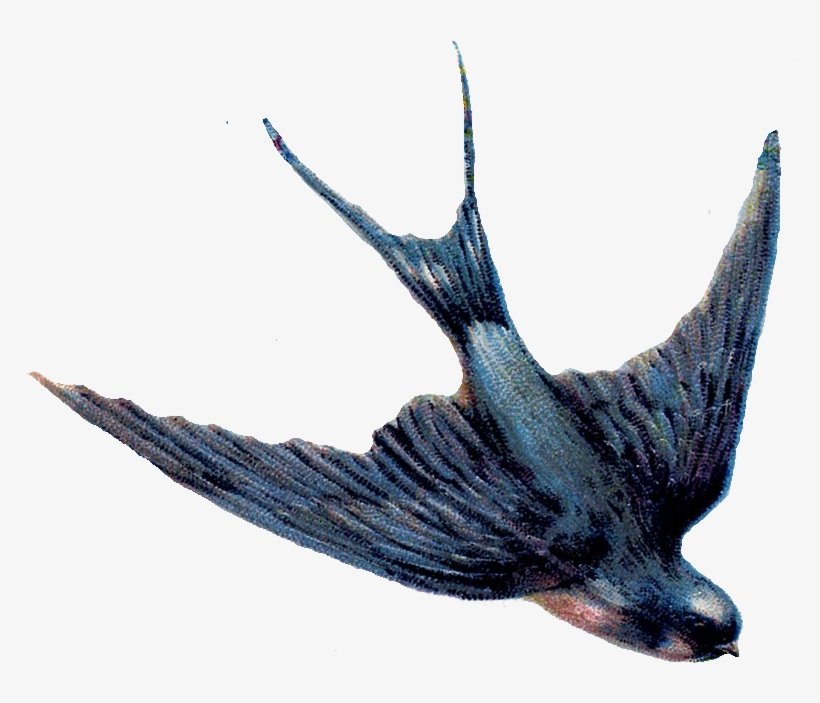Dove Graphics - Swallow Bird Png, transparent png