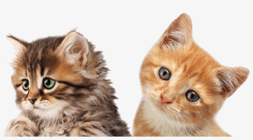 Kitten Png, transparent png