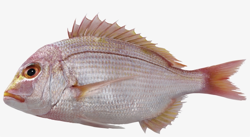 Sole, transparent png