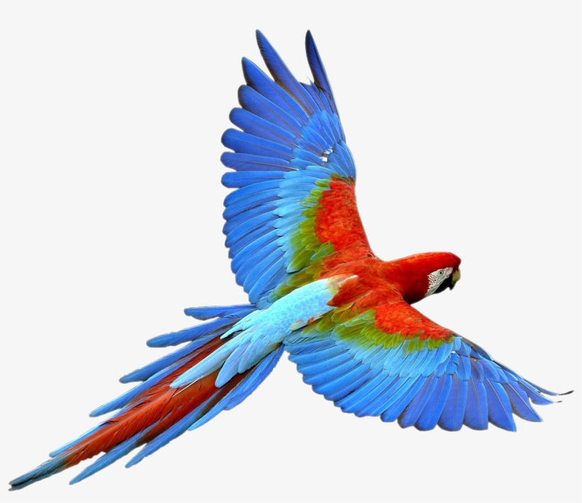 Parrot Clipart Transparent Background - Parrot Transparent, transparent png