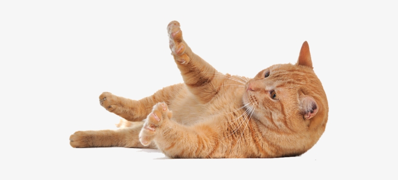 Lying Cat Png - Cat Png, transparent png