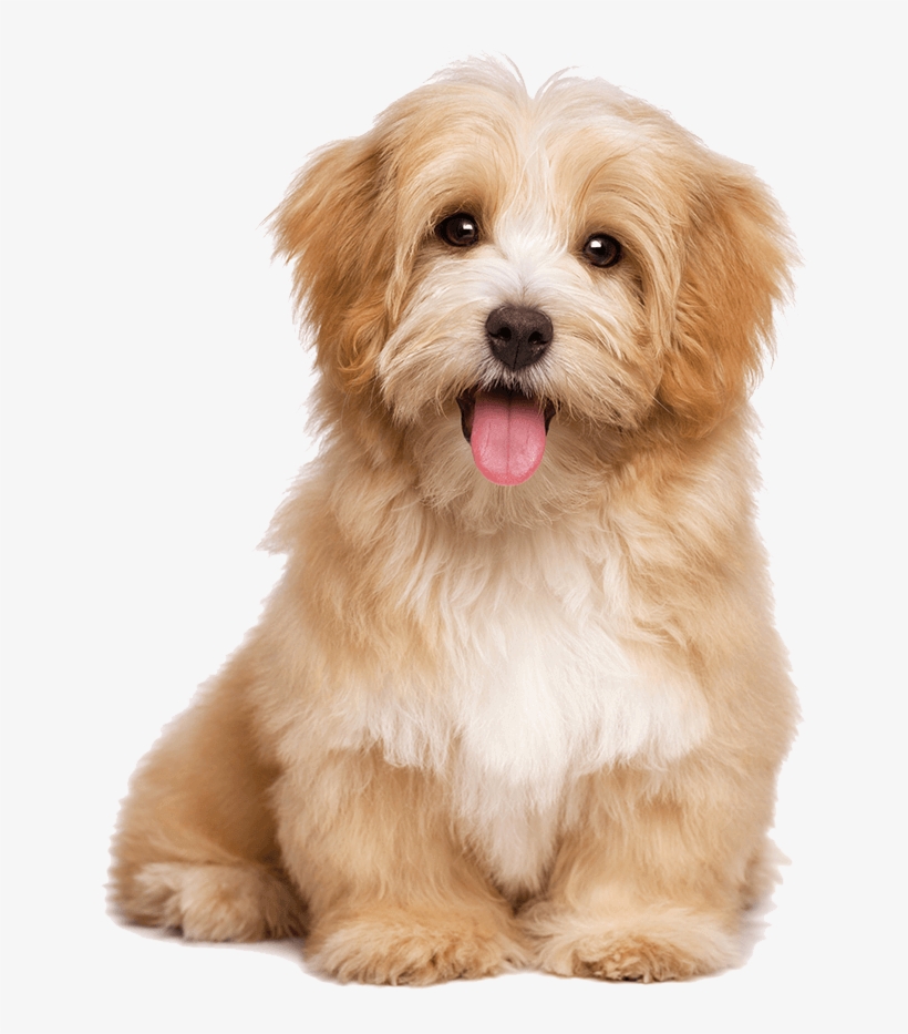 Cute Puppies Png Background - Havanese Dog, transparent png