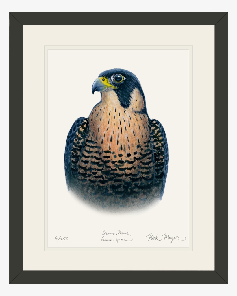 Peregrine Falcon Original Watercolor Painting - Peregrine Falcon, transparent png