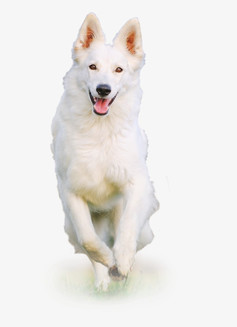 White Dog Png - White Dog Png Hd, transparent png
