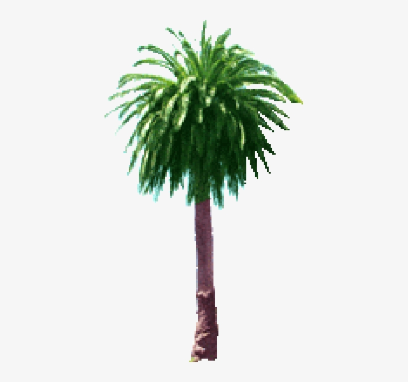 Palm Tree - Computing, transparent png