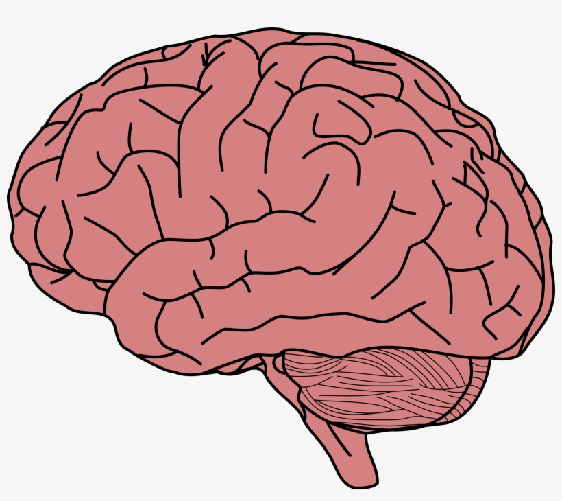 Human Brain Drawing Brain Facts Brain Damage - Brain Clipart, transparent png