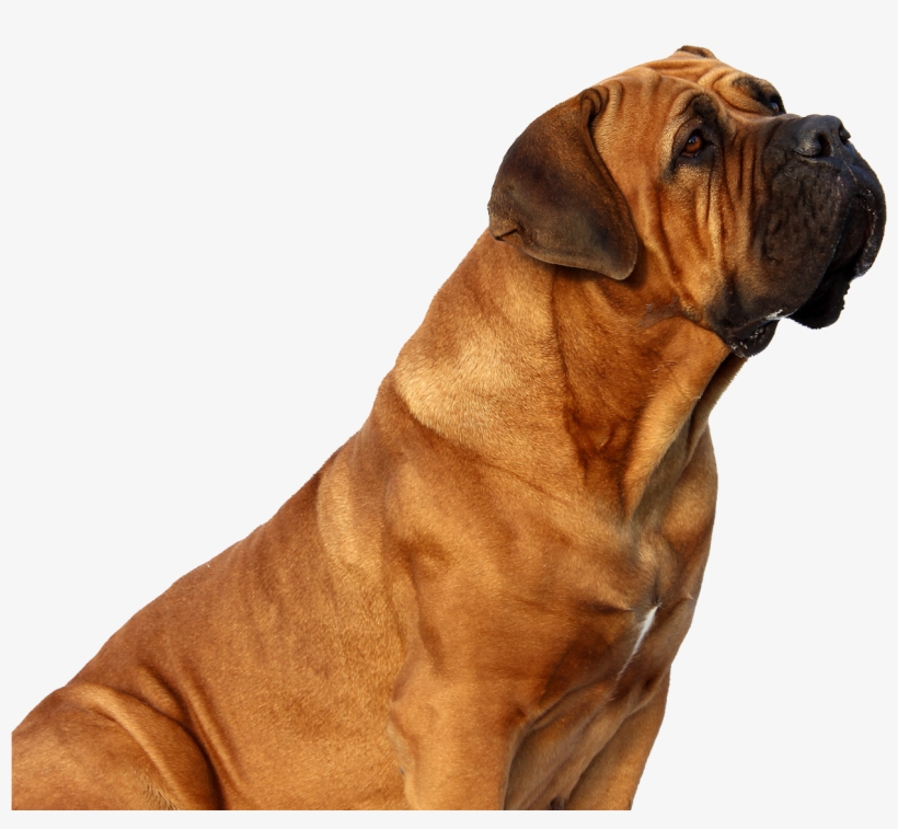Dog Png, transparent png