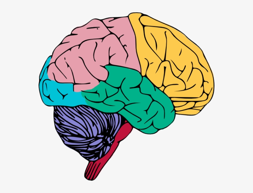 Human Brain Png High-quality Image - Brain Clipart, transparent png