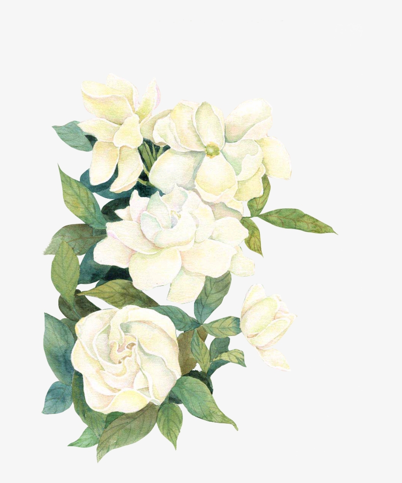 White Watercolor Flwoers - White Watercolor Flowers Png, transparent png