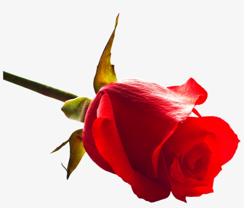 Roses Png, transparent png