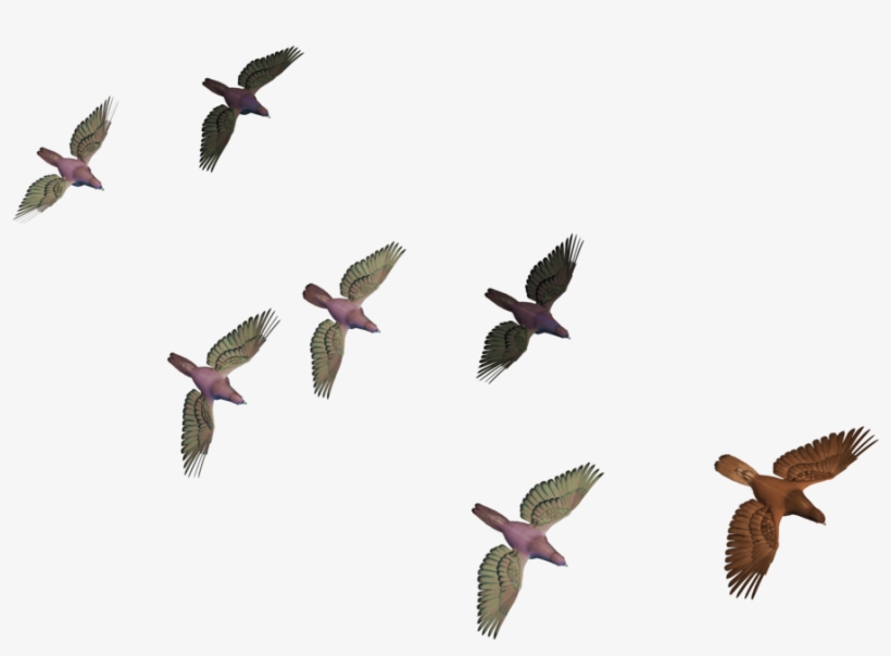 Bird, Album - Bird, transparent png