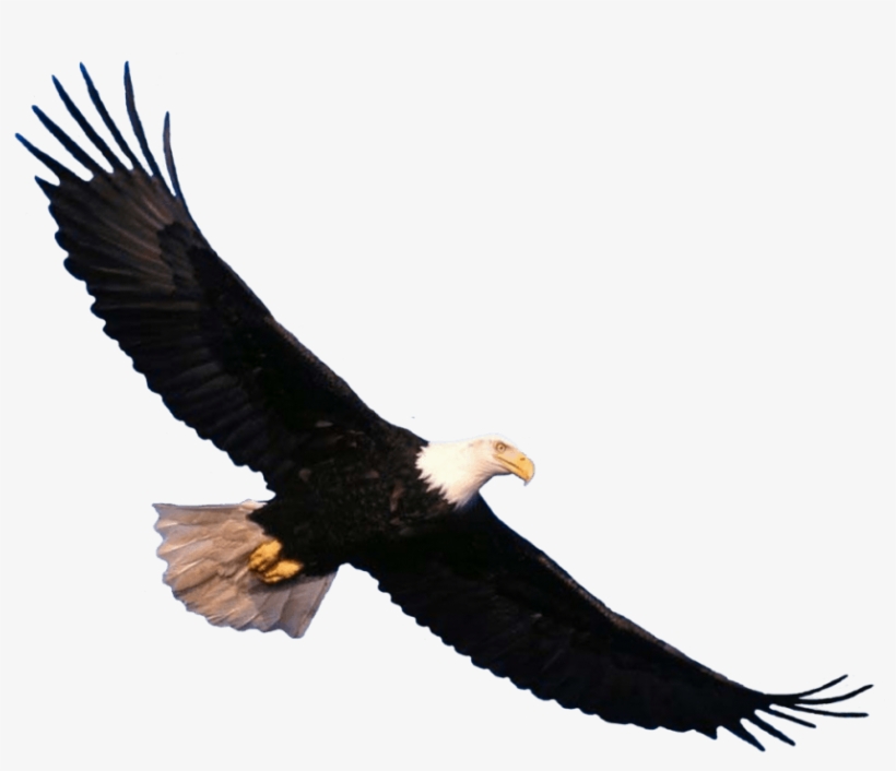 Free Png Eagle Png Images Transparent - Eagle Png, transparent png
