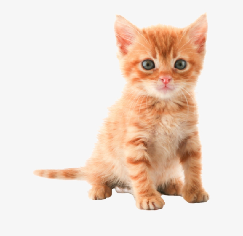 Kitten Png, transparent png