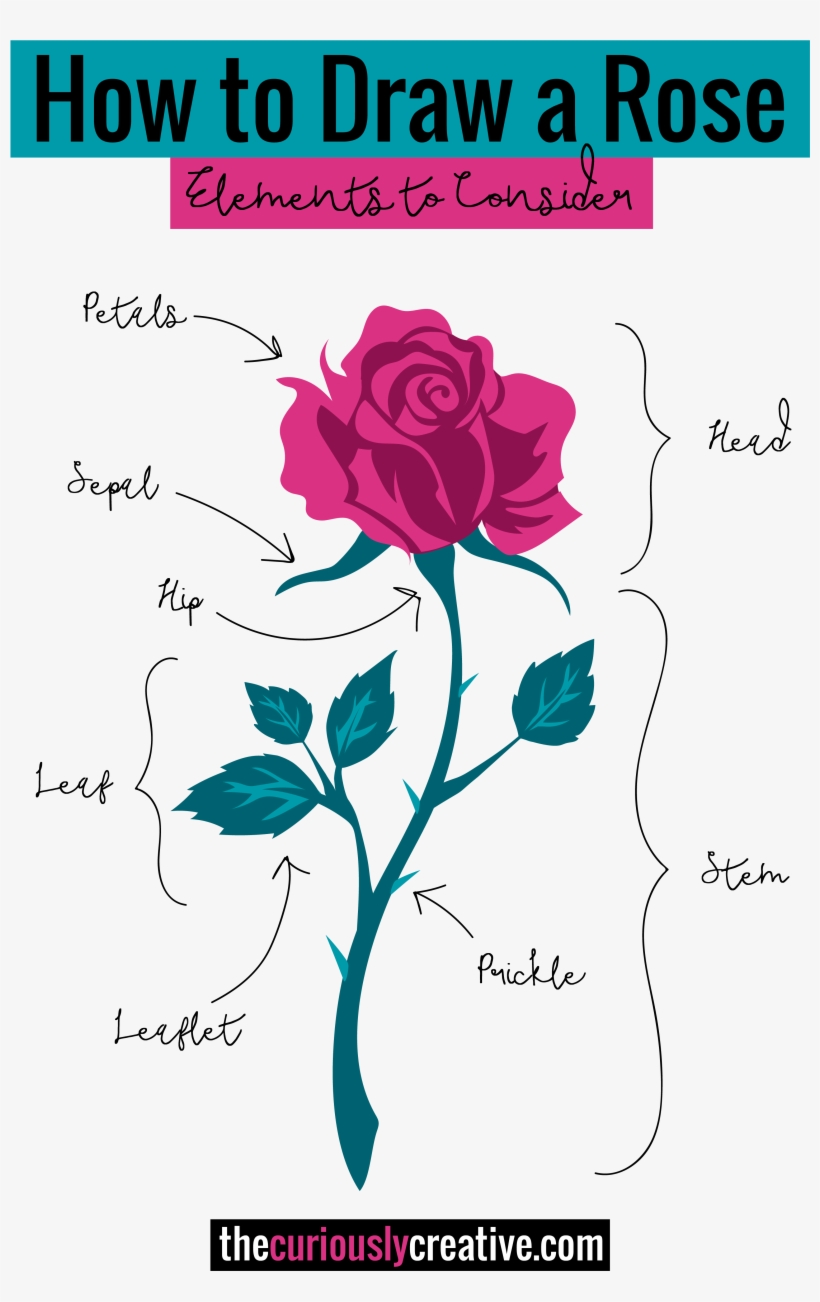 The Ultimate List Of Resources And Tutorials For How - Rose Drawing With Acrylic, transparent png