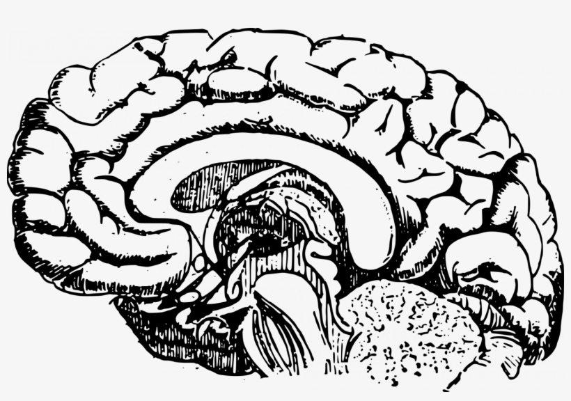 Oxygen Drawing At Getdrawings - Clip Art Of A Brain, transparent png