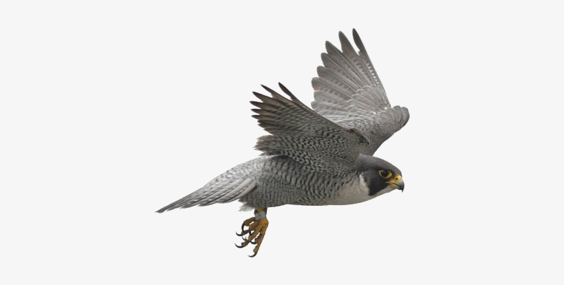 Birds Icon Clipart - Bird Of Prey Transparent, transparent png