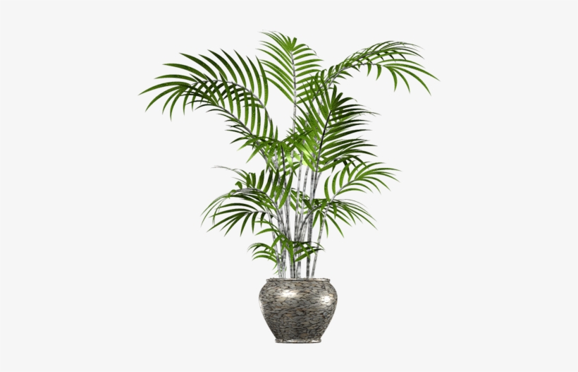 Palm Tree Png In Pot - Palm Tree In Pot Png, transparent png