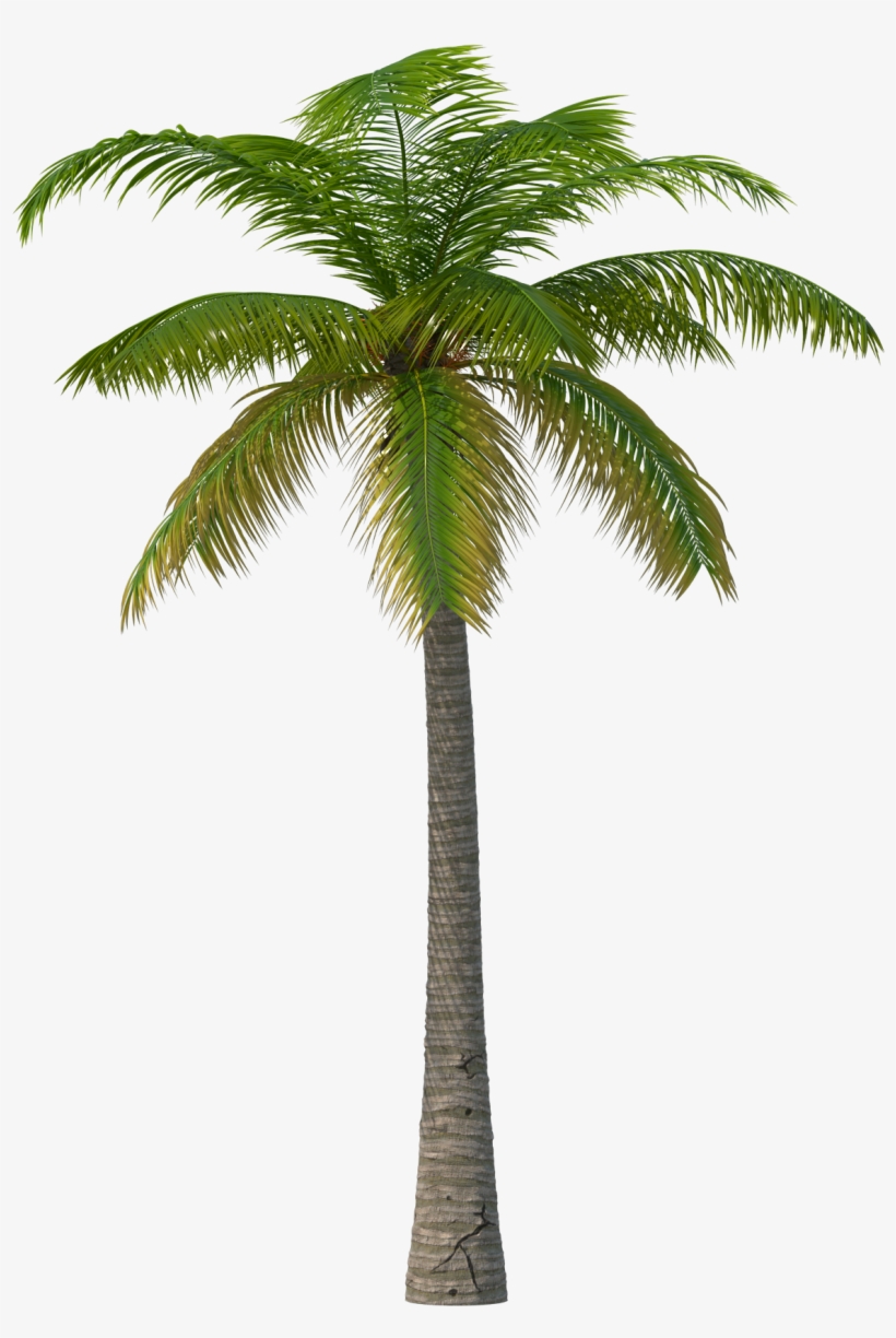 Palm Tree Png, transparent png
