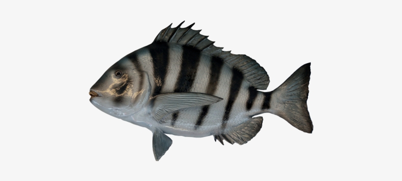 Fish Png Transparent Image - Transparent Background Fish Png, transparent png