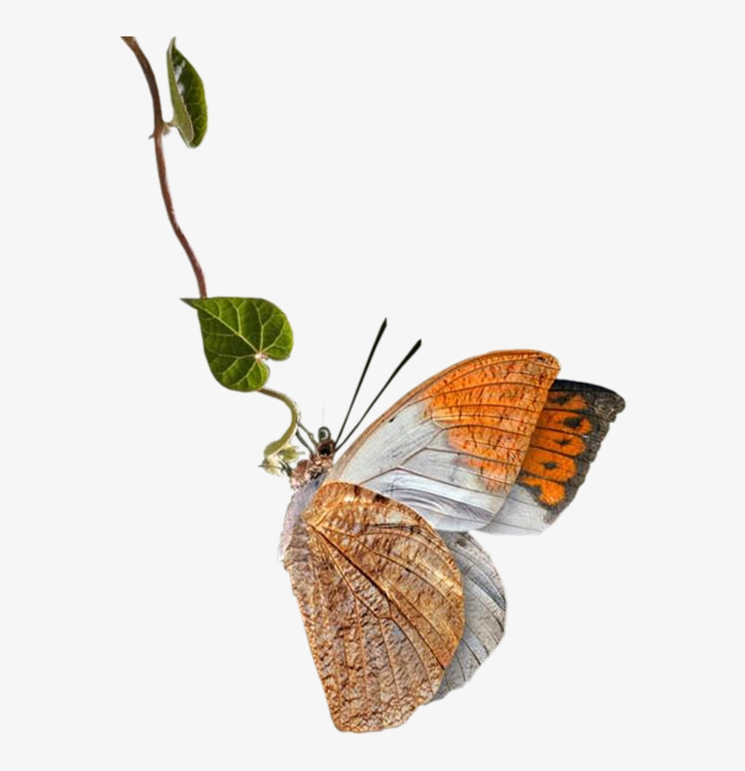Beautiful Butterfly Png - Butterfly Png, transparent png