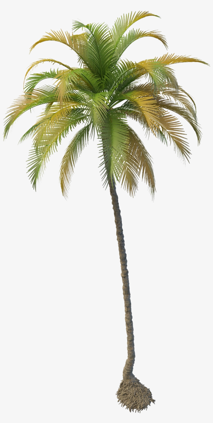 Fruit Water Splash Clipart Palm Tree - Coconut Tree Png, transparent png