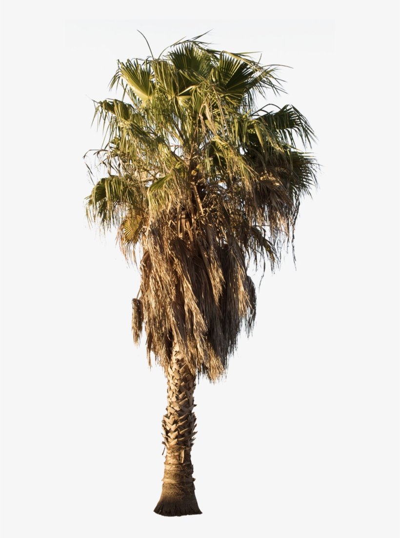 Palm Tree Png Washingtonia Palm Palm Trees Mexican Desert Palm Tree Png 554x1024 Png Download Pngkit