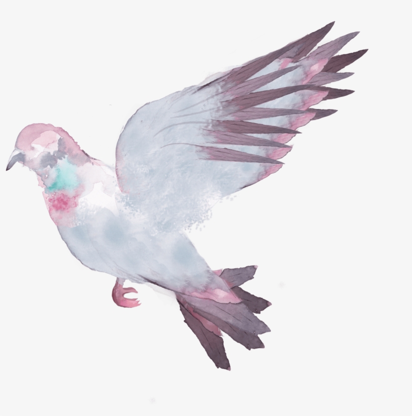 Related - Pigeons And Doves, transparent png