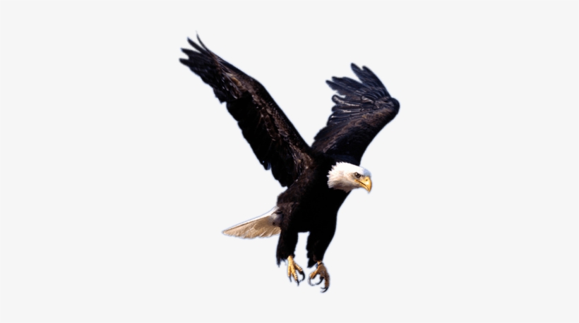 3 Flying Eagle Png Image Download Thumb - Eagle Png, transparent png